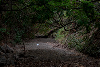 DSC_1275